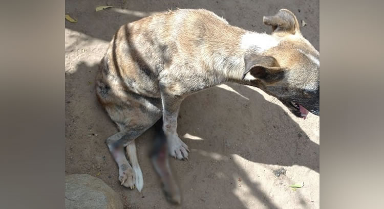 Vendedor atropela em Assaré cadela de mulher que lhe devia dinheiro da cesta básica