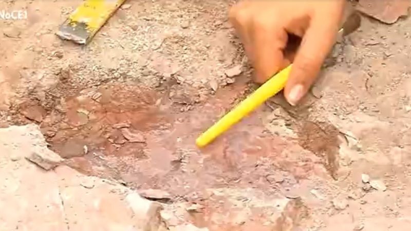 Fóssil de ‘tubarão’ de 150 milhões de anos é encontrado em Missão Velha, no Ceará