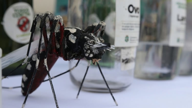 Armadilha criada por alunos de Potengi usa suor humano para atrair e matar mosquitos da dengue