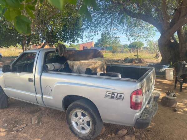 PC-CE prende homem em posse de ovelhas avaliadas em 10 mil reais em Quixadá